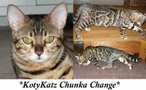 KotyKatz Chunka Change