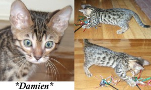 Damien Male Brown Spotted Bengal Kitten