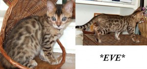 Eve Female Brown Spotted Bengal Kitten