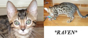Raven Female Brown Spotted Bengal Kitten