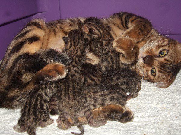 Brown Spotted Bengal Kitten Litter