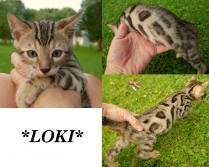 Loki8wks