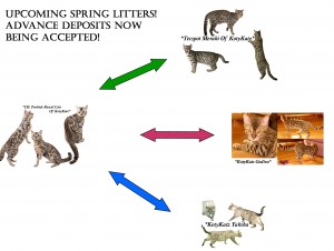 Spring litters 2015