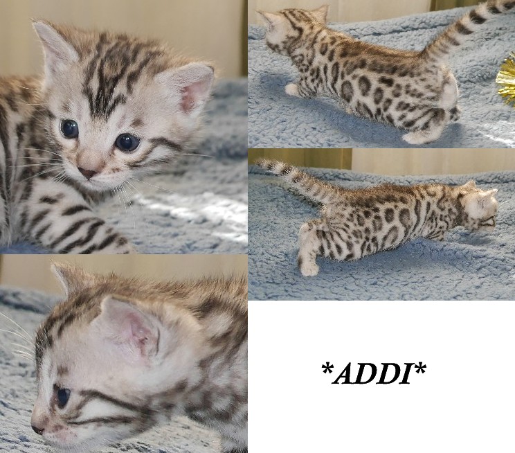 Addi - Silver Bengal Kitten