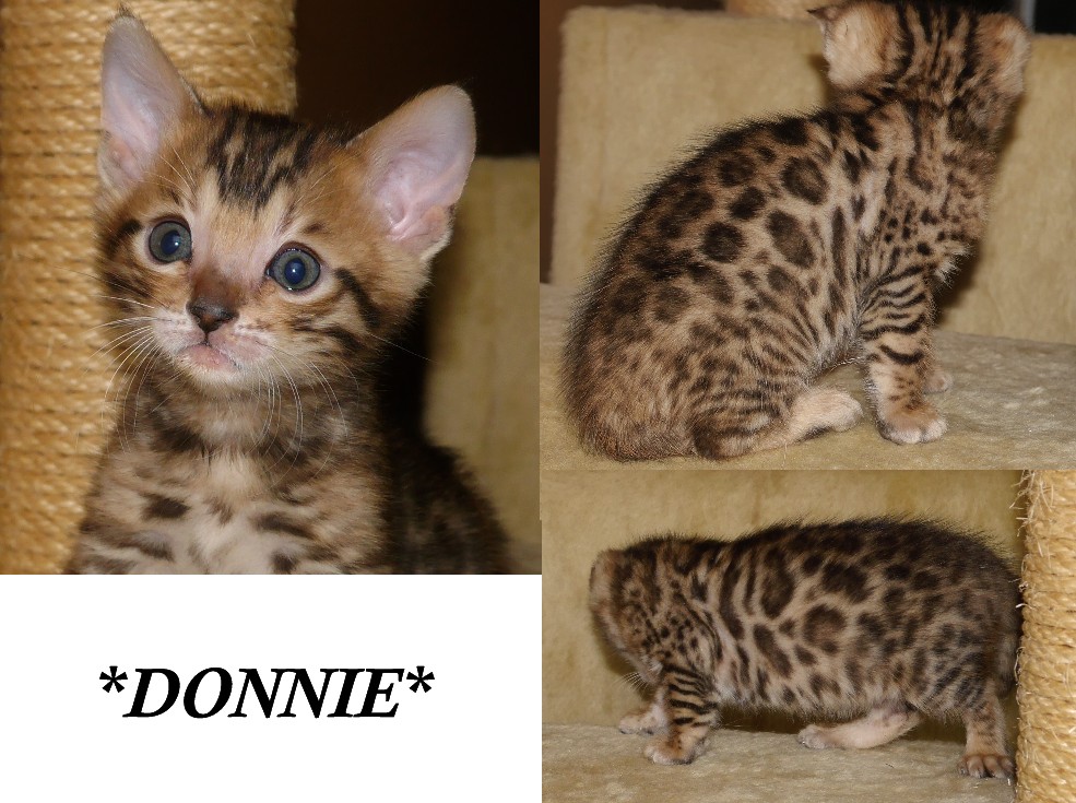 Donnie - Brown Rosetted Bengal Kitten 6 weeks