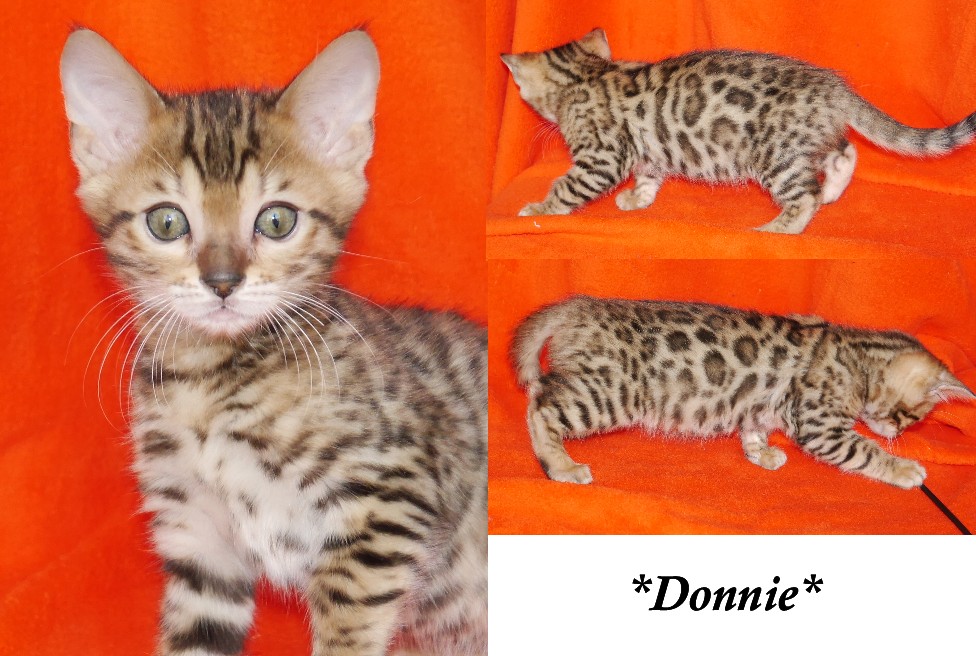 Donnie - Brown Rosetted Bengal Kitten 10 weeks
