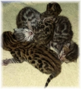 Brown and Silver Rosetted Bengal Kittens