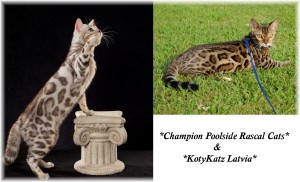 Silver Rosetted Bengal Cat & Brown Rosetted Bengal Cat