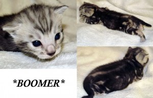 Boomer Silver Bengal Kitten