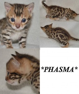 Phasma 3 weeks