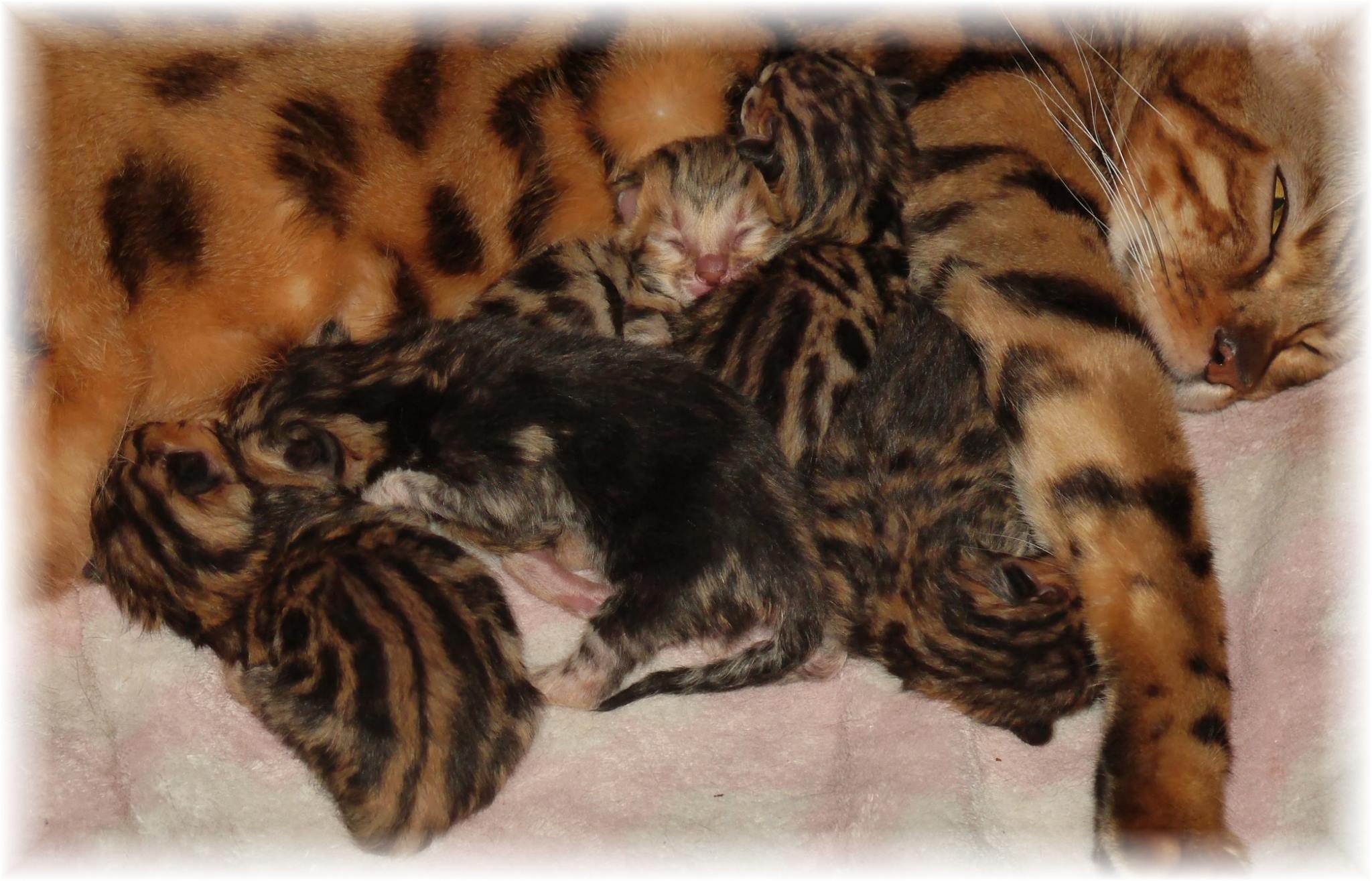 Kittens Born on New Years Day