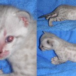 Boy2wks Boy2wks