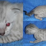 girl12wks girl12wks