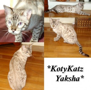 Silver Seal Lynx Point - Yaksha 10 months