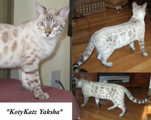 Silver Seal Lynx Point - Yaksha 7 months