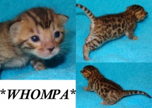 Bengal Kitten Brown Rosetted