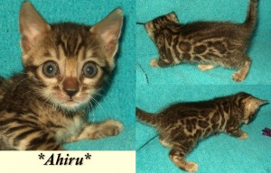 Ahiru6wks