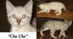 ChaCha9wks