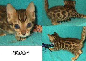 Fakir6wks