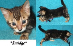 Smidge6wks