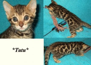 Tutu6wks