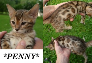 Penny8wks