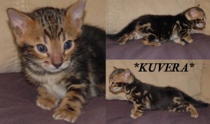 Kuvera4wks