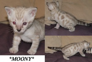 Moony4wks