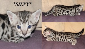 Silvy4wks