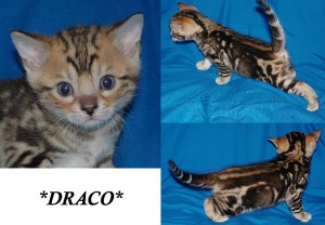 Draco4wks