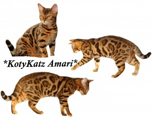 KotyKatz Amari