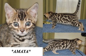 Amaya7wks