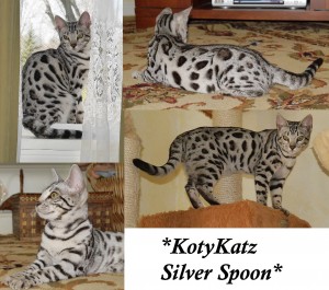 KotyKatz Silver Spoon