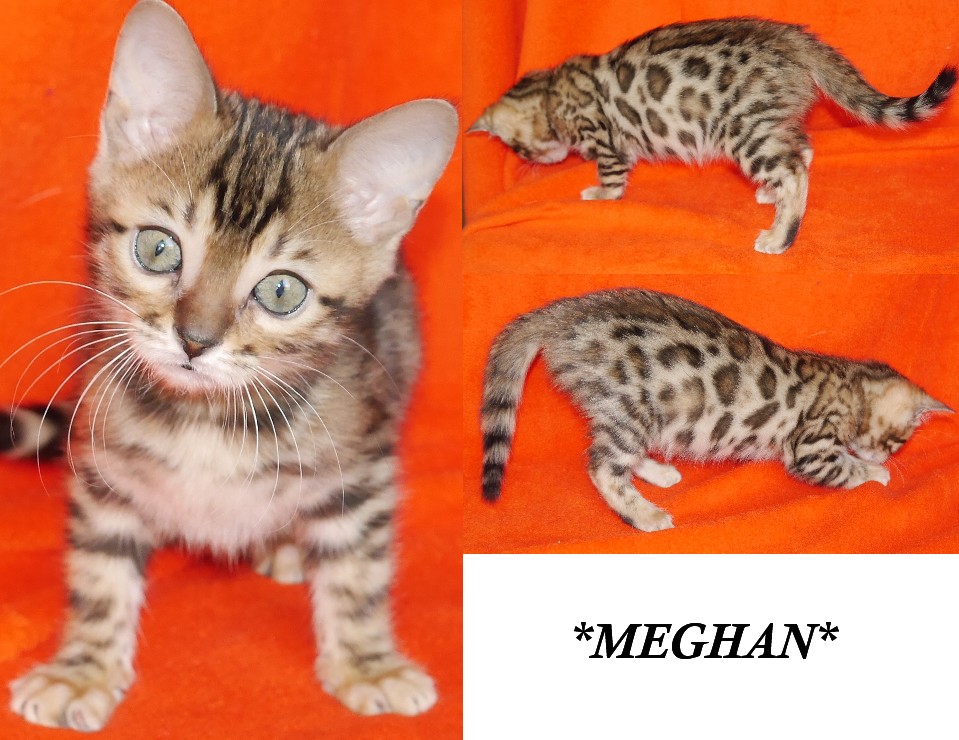 10 week best sale old bengal kitten