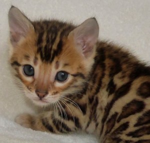 Choosing a Bengal Kitten