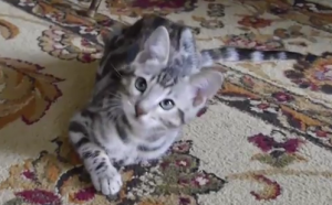 Wolfie - Silver Rosette Bengal Kitten