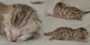 Ashes - David Bowie Tribute Litter