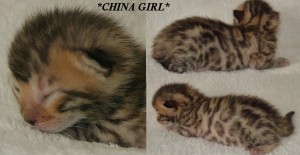 China Girl - David Bowie Tribute Litter