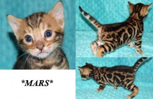 Mars 4 weeks