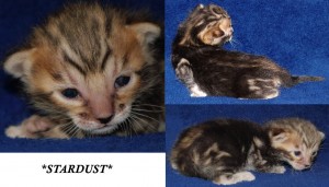 Ziggie Stardust - David Bowie Tribute Litter