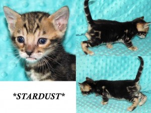 Stardust 4 weeks