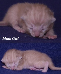 Mink Girl