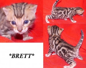 Brett - Brown Rosetted Bengal Kitten
