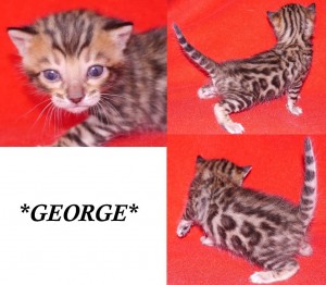 George - Brown Rosetted Bengal Kitten