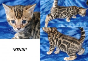 Kendi - Brown Rosetted Bengal Kitten
