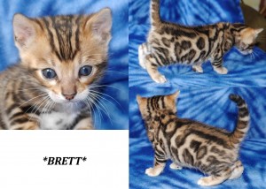Brett - Brown Rosetted Bengal Kitten