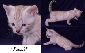 Lassi - Silver Lynx Bengal Kitten