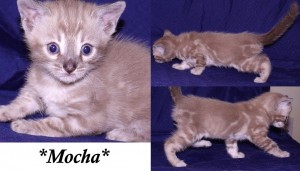 Mocha - Sheeted Marble Seal Mink Bengal Kitten