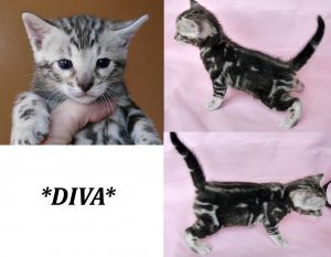 Diva 3 Weeks