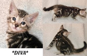 Diva 4 Weeks